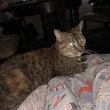 Photo de chat perdu à Penmarch