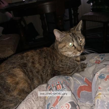 Photo 1/1 Rosalie Chat perdu à Penmarch