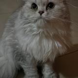 Photo de chat perdu à Hensies