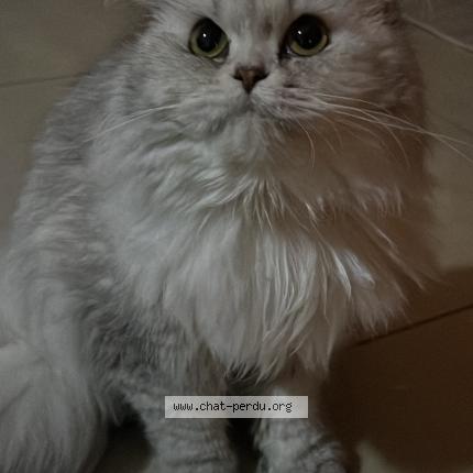 Photo 1/1 Pamuk Chat perdu à Hensies