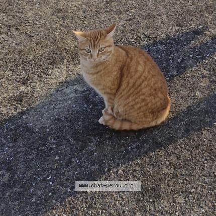 Photo 1/1 Simba Chat perdu à Dreffeac