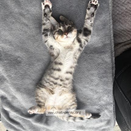 Photo 1/1 Tao Chat perdu à Coex