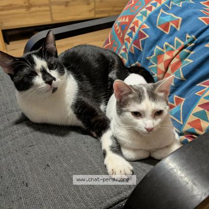 Photo 1/1 RenjiEtRukia Chat perdu à Begles