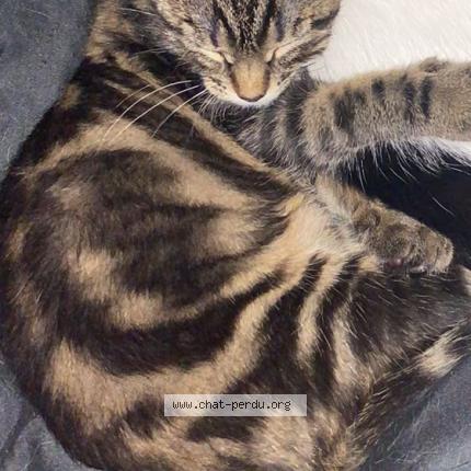 Photo 1/1 Popome Chat perdu à Laon