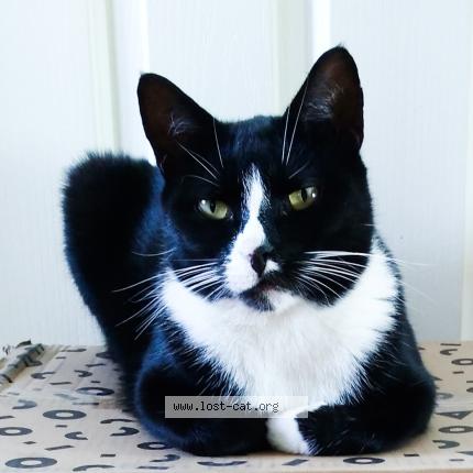 Photo 1/1 Dresden Chat perdu à Launceston