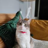 Photo de chat perdu à Rouen