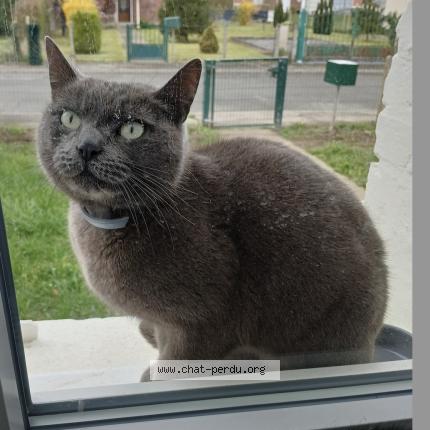 Photo 1/2 Chat trouvé Trouvé à Grenay