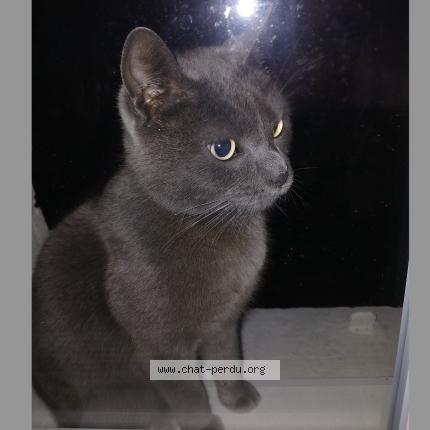 Photo 2/2 Chat trouvé Trouvé à Grenay