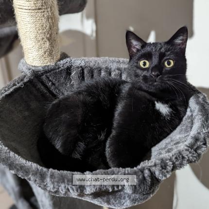 Photo 1/1 Sacha dit &laquo;&nbsp;Sassou&nbsp;&raquo; Chat perdu à La ricamarie