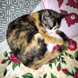 Photo de chat perdu à Shikarpur