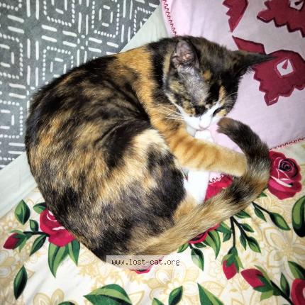 Photo 1/1 Coco Chat perdu à Shikarpur