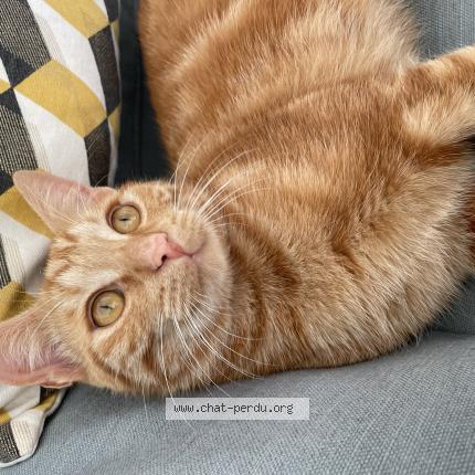 Photo 1/1 Garfield Chat perdu à La varenne