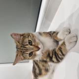 Photo de chat trouvé à Roubaix