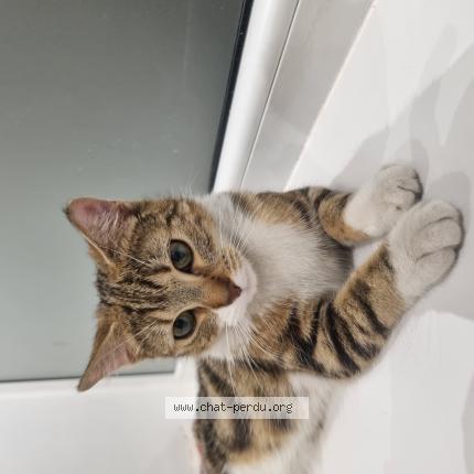 Photo 1/1 Chat trouvé Trouvé à Roubaix