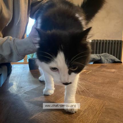 Photo 1/1 Chat trouvé Trouvé à Brest