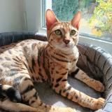 Photo de chat perdu à Bourgoin Jallieu