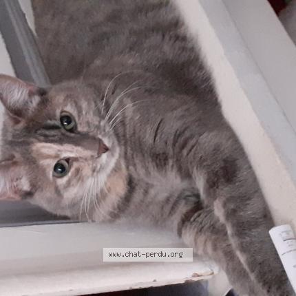 Photo 1/1 Bijou Chat perdu à Rochefort