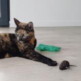 Photo de chat perdu à Riom