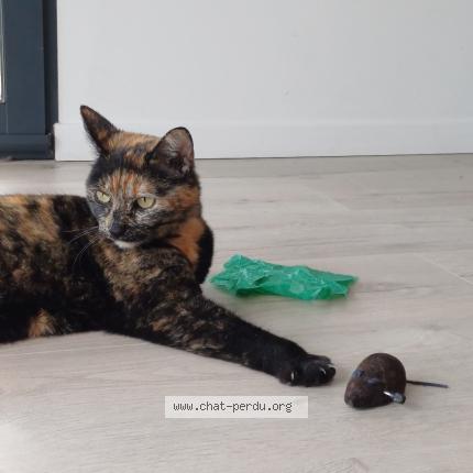 Photo 1/1 Lilou Chat perdu à Riom