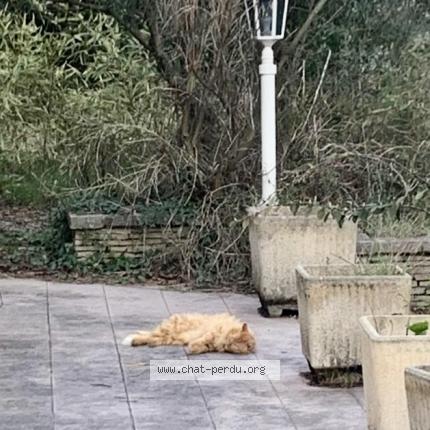 Photo 1/1 Chat trouvé Trouvé à Saint hippolyte du fort