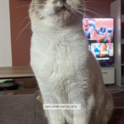 Photo 1/1 Rasta Chat perdu à Calmont