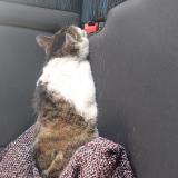 Photo de chat trouvé à Haine Saint Pierre