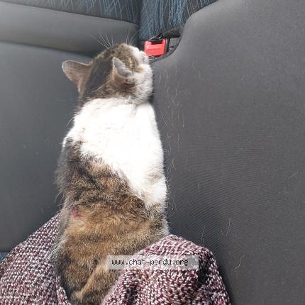 Photo 1/1 Chat trouvé Trouvé à Haine saint pierre