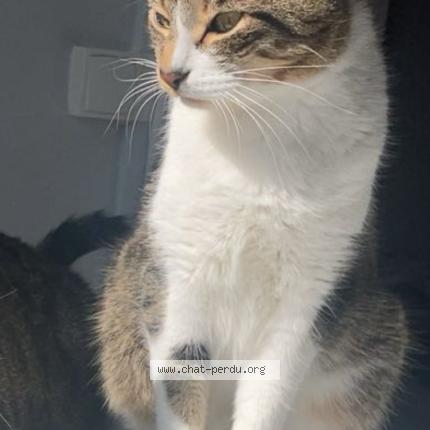 Photo 1/1 Twix Chat perdu à Nancy