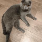 Photo de chat perdu à Colombes