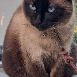 Photo de chat perdu à Saint Ay