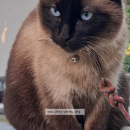 Photo 1/1 Pistache Chat perdu à Saint ay