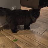 Photo de chat perdu à Saint Chamond