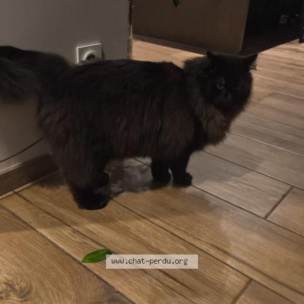 Photo 1/1 Chat retrouvé Perdu à Saint chamond