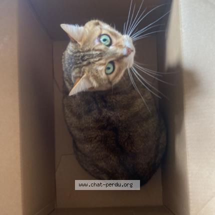 Photo 1/1 Gaston Chat perdu à Lausanne