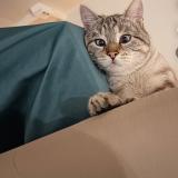 Photo de chat perdu à Saint Genis Laval Le