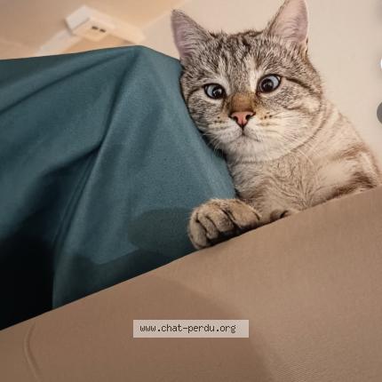 Photo 1/1 Toutou Chat perdu à Saint genis laval le