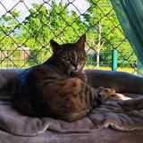 Photo de chat perdu à Rives