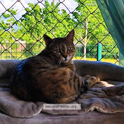 Photo 1/1 Ketine Chat perdu à Rives