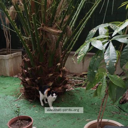 Photo 1/1 Chat trouvé Trouvé à Nice