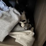 Photo de chat perdu à Saint Andre Les Vergers