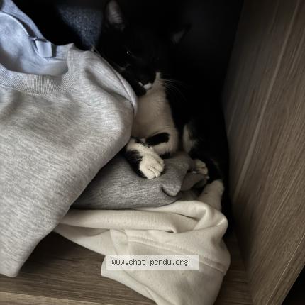 Photo 1/1 J’allai Chat perdu à Saint andre les vergers