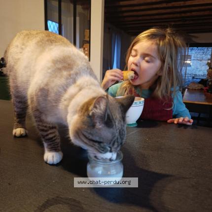 Photo 1/1 Sia Chat perdu à Gasques