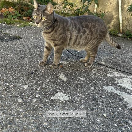 Photo 1/1 Nacho Chat perdu à Chateaurenard