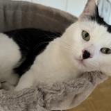 Photo de chat perdu à Belfaux