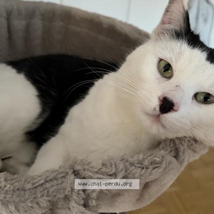 Photo 1/1 Osman Chat perdu à Belfaux