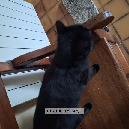 Photo 1/1 Chat trouvé Trouvé à Thoury