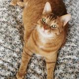 Photo de chat perdu à Dijon