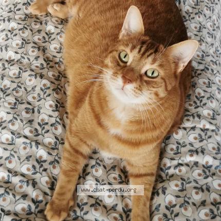 Photo 1/1 Brookie Chat perdu à Dijon