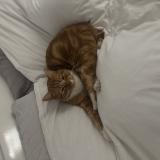 Photo de chat perdu à Brue Auriac