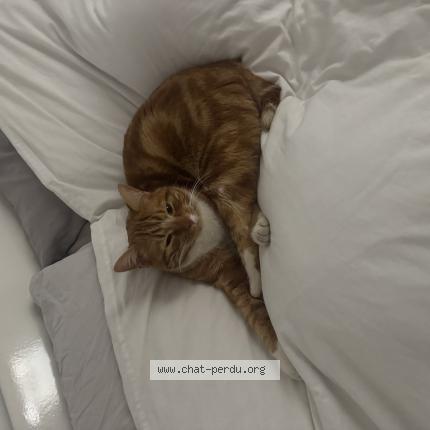 Photo 1/1 Zizou Chat perdu à Brue auriac